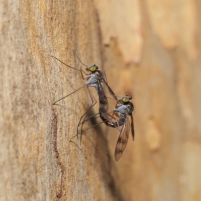 Heteropsilopus sp. (genus) (A long legged fly) at ANBG - 3 Mar 2020 by TimL