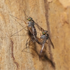 Heteropsilopus sp. (genus) at Acton, ACT - 3 Mar 2020