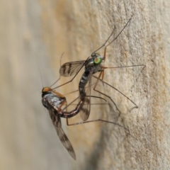 Heteropsilopus sp. (genus) at Acton, ACT - 3 Mar 2020 12:12 PM