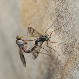 Heteropsilopus sp. (genus) at Acton, ACT - 3 Mar 2020