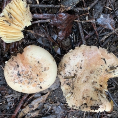 Amanita ochrophylla group at Quaama, NSW - 5 Mar 2020 by FionaG