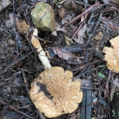 Amanita ochrophylla group at Quaama, NSW - 5 Mar 2020