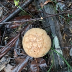 Amanita ochrophylla group at Quaama, NSW - 5 Mar 2020 09:26 AM