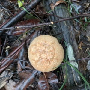 Amanita ochrophylla group at Quaama, NSW - 5 Mar 2020