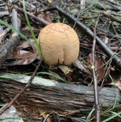 Amanita ochrophylla group at Quaama, NSW - 5 Mar 2020 09:26 AM