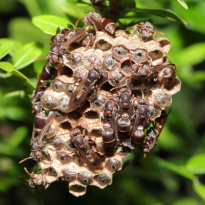 Ropalidia plebeiana (Small brown paper wasp) at ANBG - 2 Mar 2020 by TimL