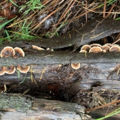 Trametes versicolor (Turkey Tail) at Quaama, NSW - 1 May 2020 by FionaG