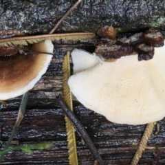 Trametes versicolor at Quaama, NSW - 1 May 2020