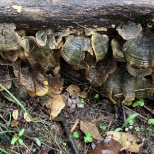 Trametes versicolor at Quaama, NSW - 1 May 2020