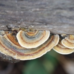 Trametes versicolor at Quaama, NSW - 1 May 2020 02:20 PM