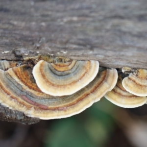 Trametes versicolor at Quaama, NSW - 1 May 2020