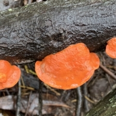 Trametes coccinea (Scarlet Bracket) at Quaama, NSW - 5 Mar 2020 by FionaG