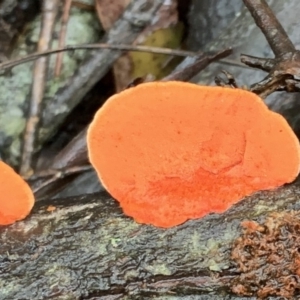 Trametes coccinea at Quaama, NSW - 5 Mar 2020