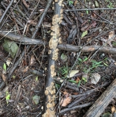 Unidentified Fungus, Moss, Liverwort, etc at Quaama, NSW - 4 Mar 2020 by FionaG