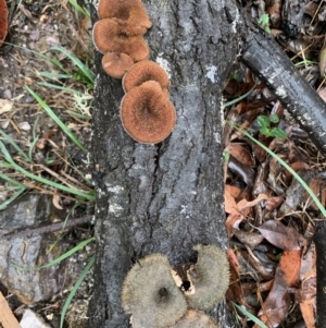 Lentinus fasciatus at Quaama, NSW - 5 Mar 2020