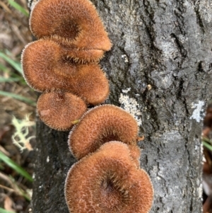 Lentinus fasciatus at Quaama, NSW - 5 Mar 2020