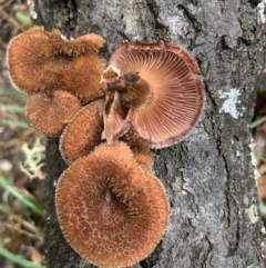 Lentinus fasciatus at Quaama, NSW - 5 Mar 2020