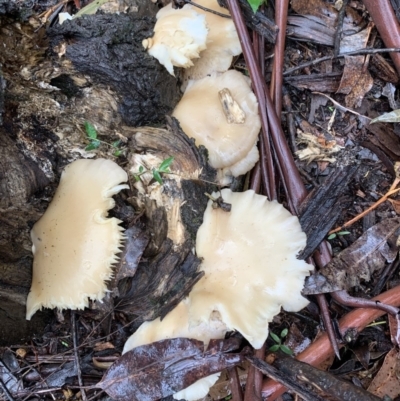 Crepidotus sp. (Crepidotus) at Quaama, NSW - 4 Mar 2020 by FionaG