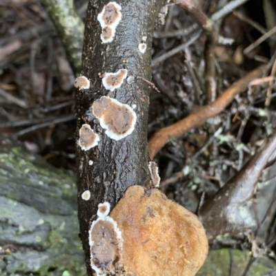 Unidentified Fungus, Moss, Liverwort, etc at Quaama, NSW - 4 Mar 2020 by FionaG