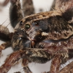 Venatrix pictiventris at Kambah, ACT - 21 Feb 2020