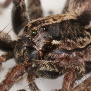 Venatrix pictiventris at Kambah, ACT - 21 Feb 2020