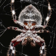 Hortophora transmarina (Garden Orb Weaver) at Molonglo Valley, ACT - 2 Mar 2020 by TimL