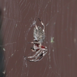 Hortophora transmarina at Molonglo Valley, ACT - 2 Mar 2020