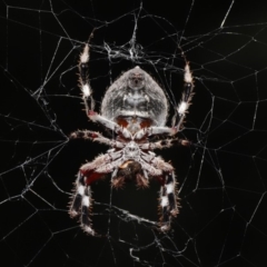 Hortophora transmarina at Molonglo Valley, ACT - 2 Mar 2020