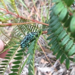 Chrysolopus spectabilis (Botany Bay Weevil) at Iron Mines Creek Botanical Artists - 26 Feb 2020 by KarenG