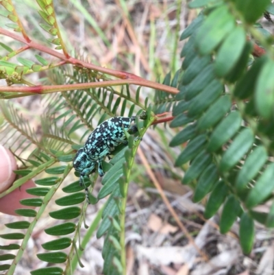 Chrysolopus spectabilis (Botany Bay Weevil) at Mittagong, NSW - 26 Feb 2020 by KarenG