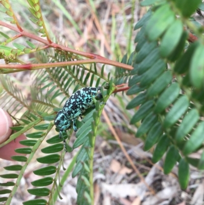 Chrysolopus spectabilis (Botany Bay Weevil) at Mittagong - 26 Feb 2020 by KarenG