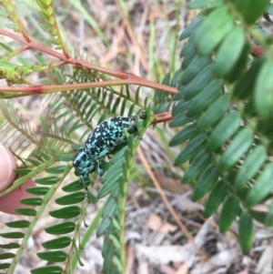 Chrysolopus spectabilis at Mittagong, NSW - 26 Feb 2020