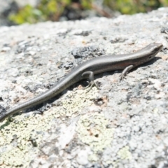 Pseudemoia entrecasteauxii (Woodland Tussock-skink) at Bimberi Nature Reserve - 26 Feb 2020 by BrianH