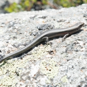 Pseudemoia entrecasteauxii at Cotter River, ACT - 27 Feb 2020