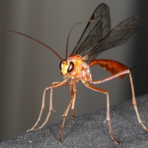 Netelia sp. (genus) at Ainslie, ACT - 2 Mar 2020