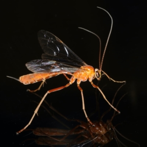 Netelia sp. (genus) at Ainslie, ACT - 2 Mar 2020