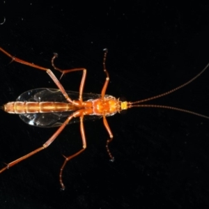 Netelia sp. (genus) at Ainslie, ACT - 2 Mar 2020