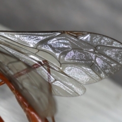 Netelia sp. (genus) at Ainslie, ACT - 2 Mar 2020