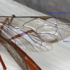 Netelia sp. (genus) at Ainslie, ACT - 2 Mar 2020