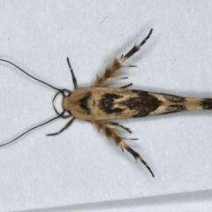 Stathmopoda melanochra (An Oecophorid moth (Eriococcus caterpillar)) at Ainslie, ACT - 2 Mar 2020 by jbromilow50