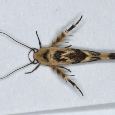 Stathmopoda melanochra (An Oecophorid moth (Eriococcus caterpillar)) at Ainslie, ACT - 2 Mar 2020 by jbromilow50