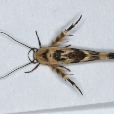 Stathmopoda melanochra (An Oecophorid moth (Eriococcus caterpillar)) at Ainslie, ACT - 3 Mar 2020 by jb2602