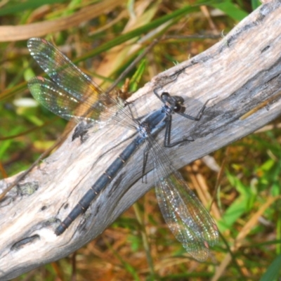 Austroargiolestes calcaris (Powdered Flatwing) at Kosciuszko National Park - 28 Feb 2020 by Harrisi