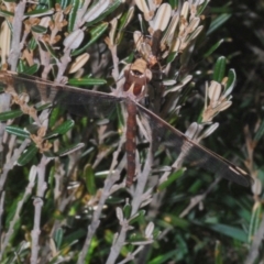 Telephlebia brevicauda at Kosciuszko National Park, NSW - 28 Feb 2020