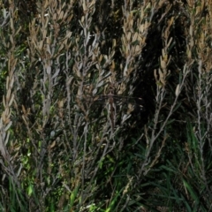 Telephlebia brevicauda at Kosciuszko National Park, NSW - 28 Feb 2020