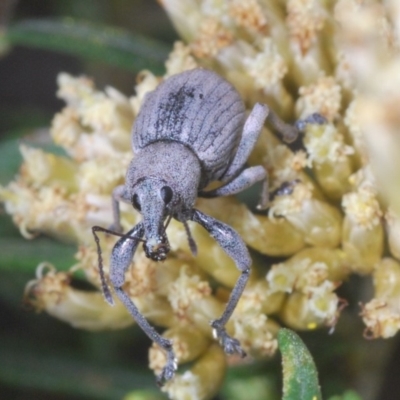 Perperus sp. (genus) (Weevil) at Kosciuszko National Park, NSW - 28 Feb 2020 by Harrisi