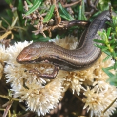 Pseudemoia entrecasteauxii (Woodland Tussock-skink) at Kosciuszko National Park - 28 Feb 2020 by Harrisi