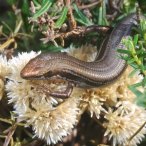 Pseudemoia entrecasteauxii at Kosciuszko National Park, NSW - 28 Feb 2020