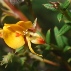 Oxylobium ellipticum (Common Shaggy Pea) at Kosciuszko National Park - 28 Feb 2020 by Harrisi