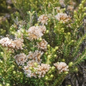 Ozothamnus alpinus at Kosciuszko National Park, NSW - 29 Feb 2020